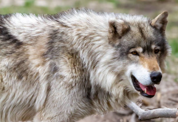 istock Furry, husky cross dog standing, looking toward camera, mouth open 2186545935