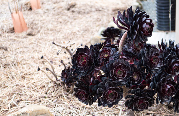 Black succulent plant new zealand coastal flora