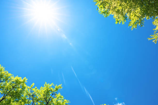istock Sunny blue sky with treetops copy space scene 2186563096