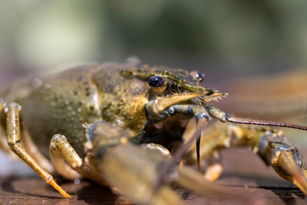 green crayfish caught in the lake on the table, live river crayfish on a wooden table at a picnic