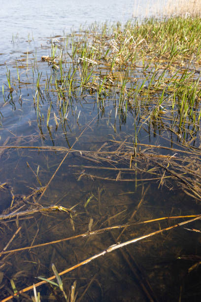 istock dark muddy lake water in winter without snow 2186564612