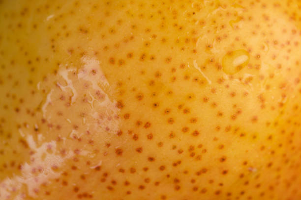 one fresh red pear with yellow color on the table, closeup of a pear, close up