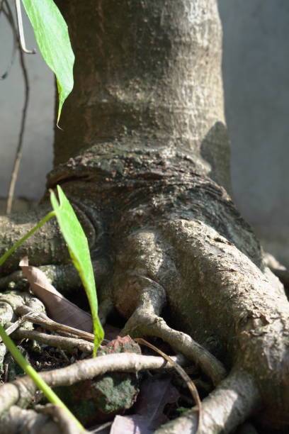 istock A tangled mass of roots 2186568352
