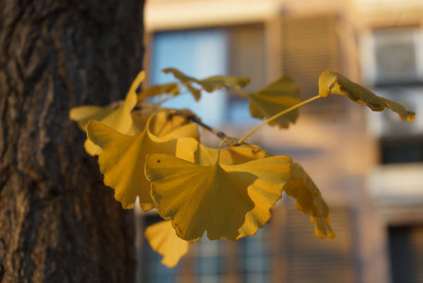 golden autumn in Beijing
