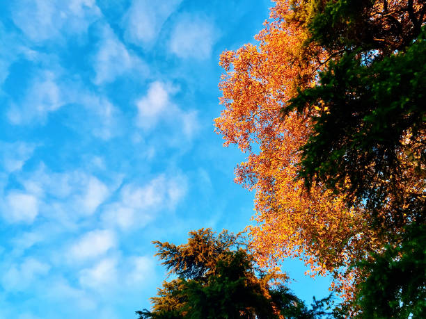 golden autumn in Beijing