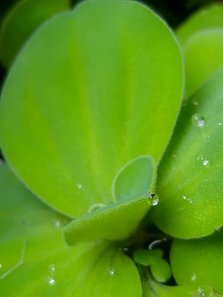 istock Photo of water grain on a green pistia leaf 2186568607