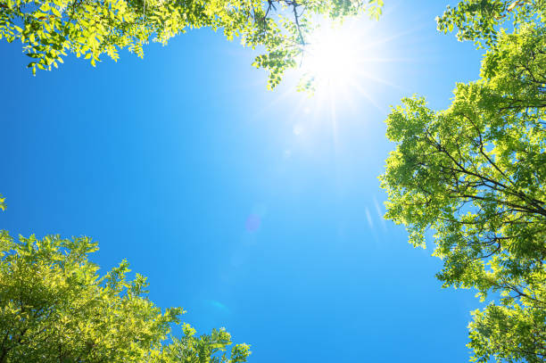istock Beautiful sunlight through treetops with sunny blue sky in sping season 2186569460