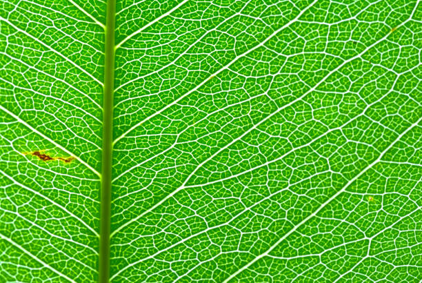Close-up of green leaf veins.