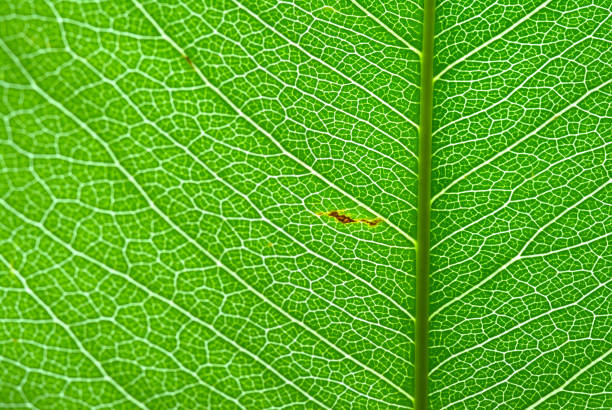 Close-up of green leaf veins.