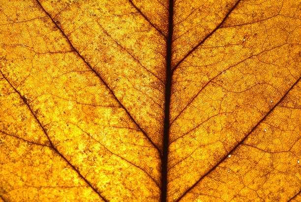 istock Old and dry leaf transparence on back light show leaf line close-up 2186571964
