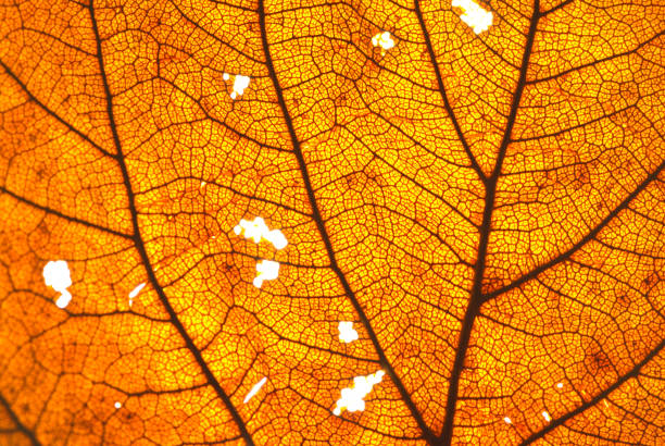 istock Old and dry leaf transparence on back light show leaf line close-up 2186571976