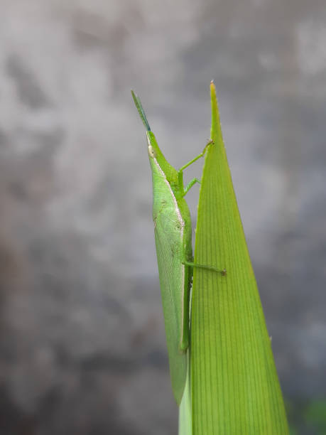istock Oriental long-headed grasshopper photo 2186572051