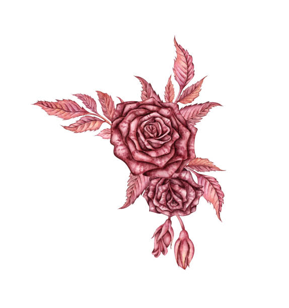 Gothic roses with buds and leaves two watercolors Rose with leaves and buds burgundy gothic watercolor illustration. Halloween or Day of the Dead botanical decoration isolated from background. Design concept for poster, banner, clothing, wallpaper, clip art of a dead rose stock illustrations