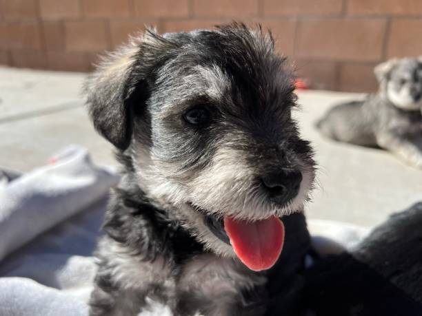 istock playful schnauzer puppy 2186574132