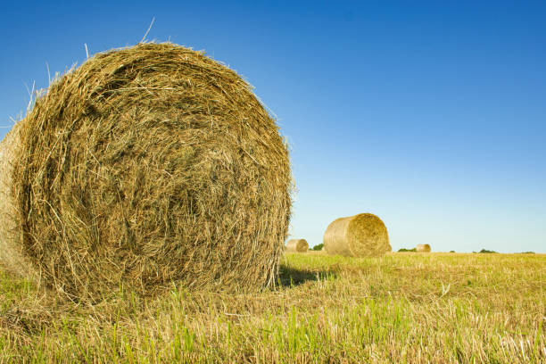 istock Hay bales dot the expansive field under a clear blue sky during late afternoon 2186574876
