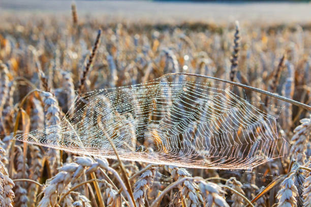 A finely woven spider web catches sunlight, creating a shimmering pattern above a field of golden wheat. The vibrant colors highlight the intricate design against a natural backdrop.