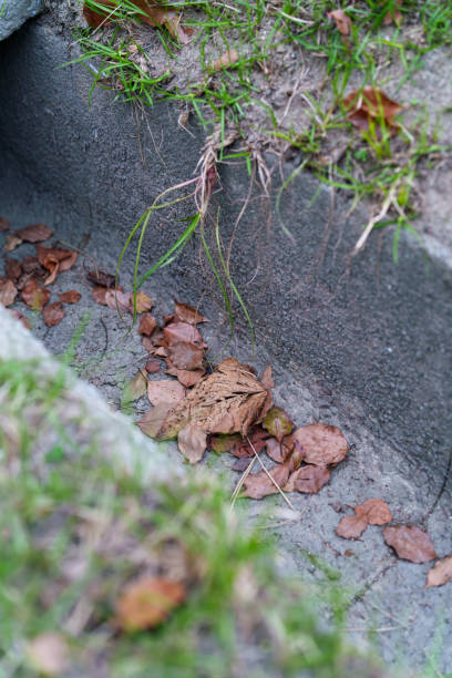 istock Uplifted fallen leaves in winter gutters 2186575913