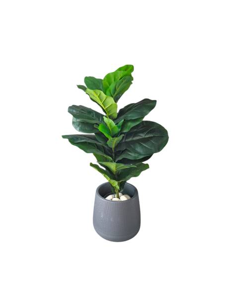 istock Tree in ceramic pot isolated on white background. Plants growing in pots or planters. beautiful natural home decorations. Interior design 2186576801