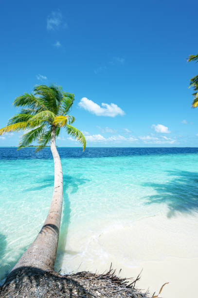 istock Coconut palm tree and beautiful turquoise sea on tropical paradise beach 2186577599