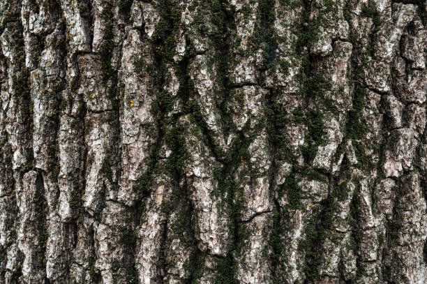 istock bark of old deciduous tree close-up. texture. abstract background 2186578247