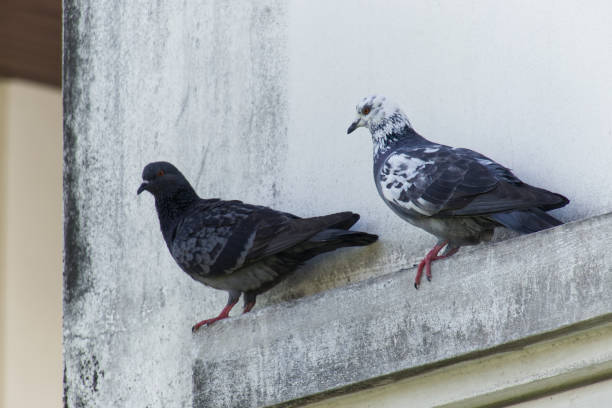 istock A homeless pigeon perches next to an old building 2186578265