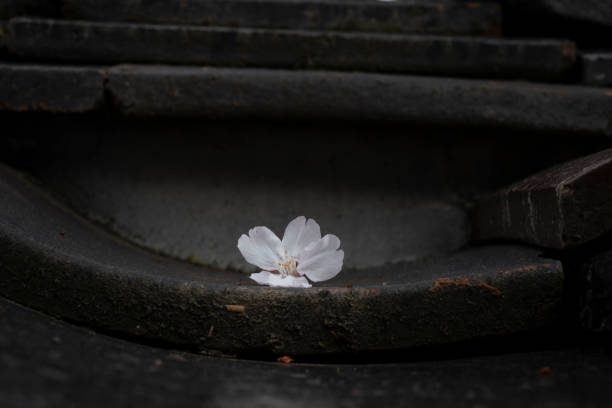 istock Cherry Blossom - Japan Spring 2024 2186578440