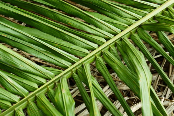 istock abstract background texture of palm leaves 2186578703