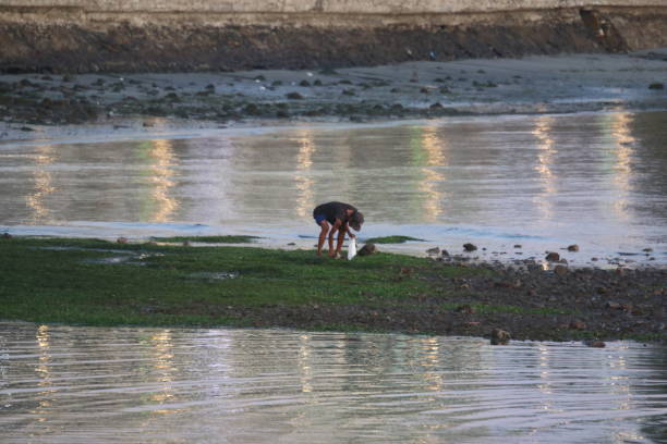 Dumaguete City, Philippines - November 17, 2024: Early morning a man is seen foraging during low tide at shores of Rizal Boulevard.