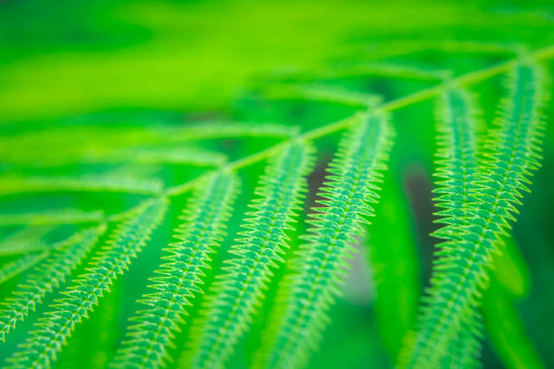 Detail of a green fern in the forest. Fern leaf background