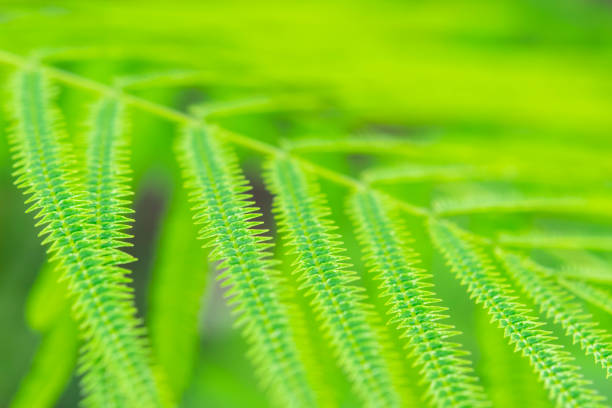 Greenery background, green color of nature plant and leaf environment greenery concept
