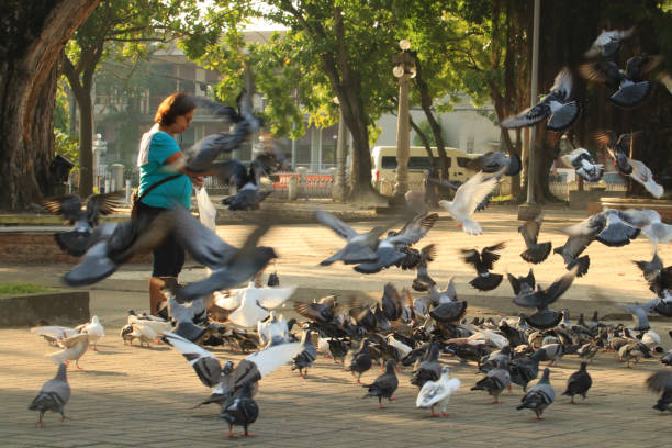 Dumaguete City, Philippines - November 17, 2024: At Quezon Park, early morning people are seen feeding the pigeons.