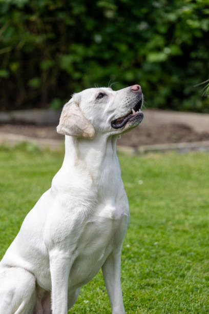 istock A white Labrador lies in the grass 2186580928
