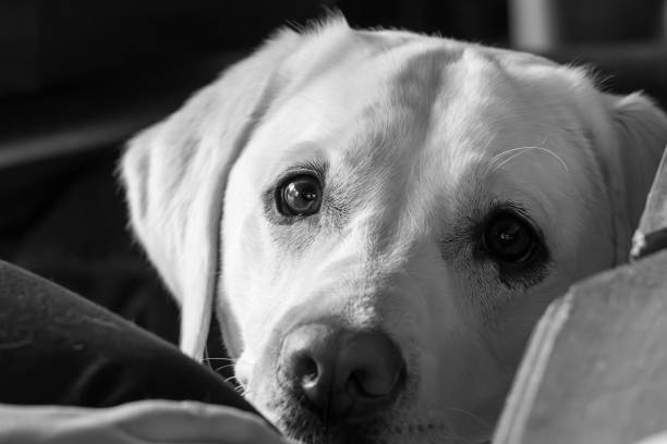 A white Labrador with brown eyes is laying on a couch