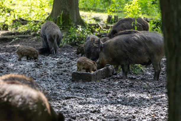 istock Wild boars in the forest, streams with young animals, wild boars 2186580945