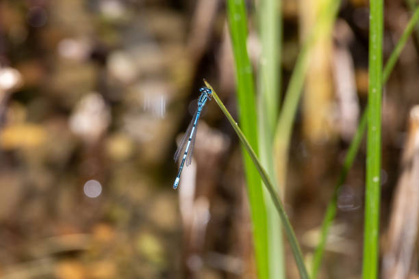Wild plants against a green background and a male common blue damsel fly flying around it.