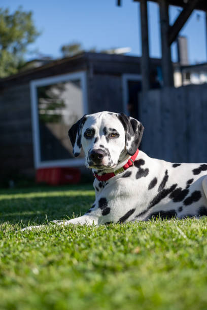 istock Dalmatian dog outdoors in summer 2186581146