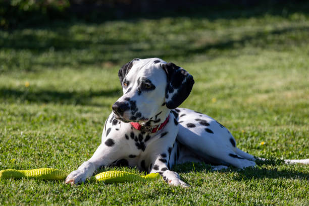 istock Dalmatian dog outdoors in summer 2186581148