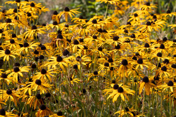 istock Garden coneflower with Bee in Sauerland 2186581200