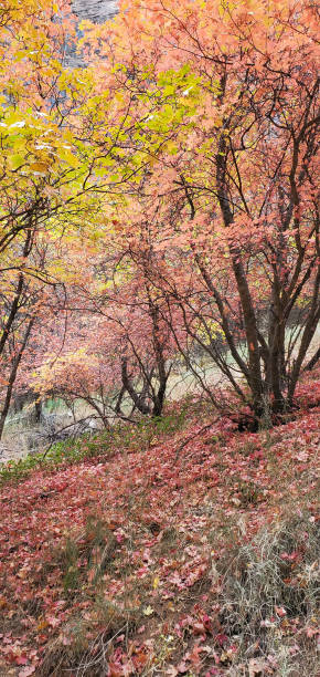 walking through autumnal park with yellow trees
