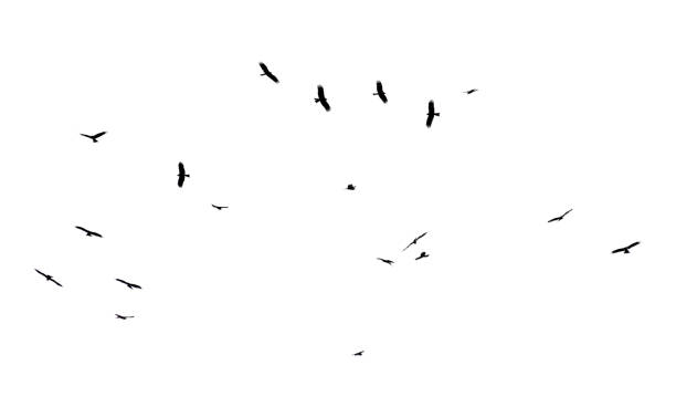 istock A flock of birds in flight isolated on a white background 2186582518