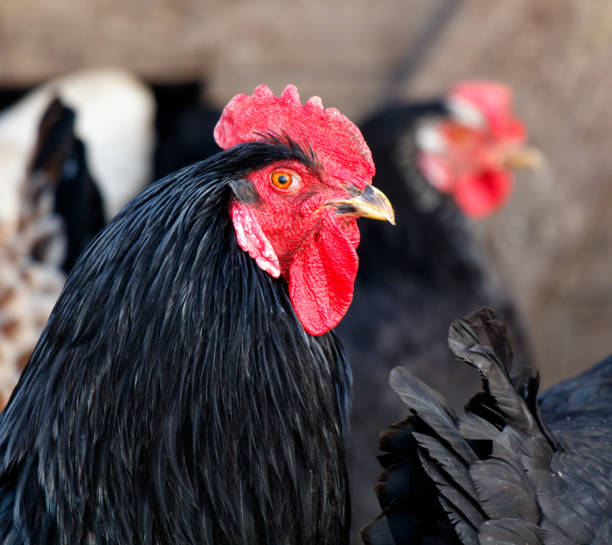 istock A black rooster with a red beak and red comb 2186582610