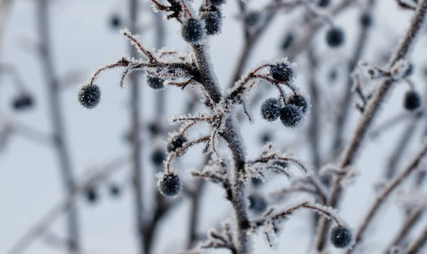 istock A cluster of black berries are covered in snow 2186582654