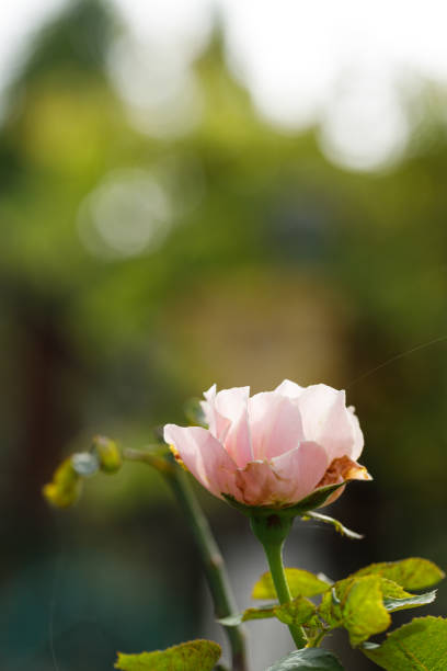 Pink beautiful blooming roses in garden, close up. Selective focus.