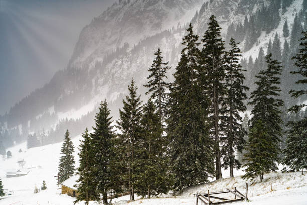 Das Bild zeigt eine malerische, verschneite Berglandschaft, die von einer Atmosphäre stiller Winterruhe geprägt ist. Im Vordergrund stehen majestätische Tannenbäume, deren dunkles Grün einen schönen Kontrast zum weißen Schnee bildet. Zwischen den Bäumen schimmert die verschneite Landschaft hindurch, und weiter hinten sind Gebäude zu erkennen, die sich in die winterliche Umgebung einfügen.\n\nDer Hintergrund wird von einer steilen Bergwand dominiert, die teilweise von dichtem Nebel oder Schneegestöber umhüllt ist. Weiche Lichtstrahlen scheinen durch die Wolkendecke und tauchen die Szene in ein diffuses, fast magisches Licht. Die unberührte Schneedecke und die natürliche Schönheit der Tannen vermitteln eine friedliche, winterliche Stimmung, die typisch für alpine Regionen ist.