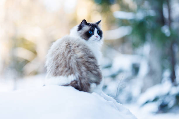 A beautiful purebred Ragdoll cat sits in a snowy forest in Sweden. The cat has blue eyes and brown-and-white fur. Copy space is available on either side of the cat.