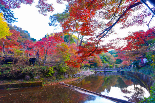 istock Autumn leaves, murmuring streams, and reflections on the water's surface at Iwayado Park. 2186587672