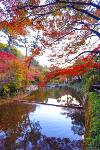 istock Autumn leaves, murmuring streams, and reflections on the water's surface at Iwayado Park. 2186587676
