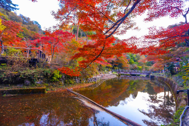 istock Autumn leaves, murmuring streams, and reflections on the water's surface at Iwayado Park. 2186587704