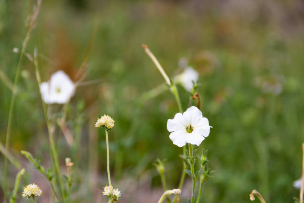 Detail of a wild white petunia in the mountains
