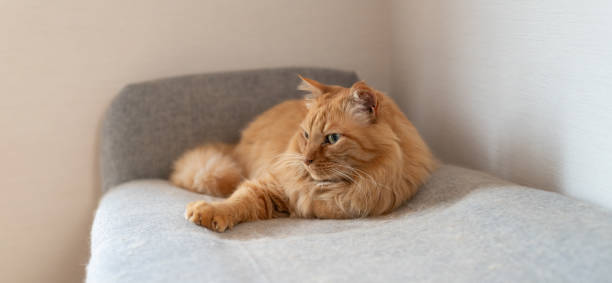 istock Cute cat relaxing in the room 2186589456